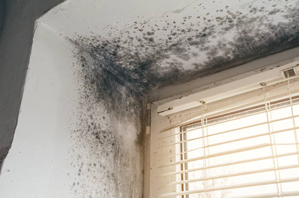 Trusted Attic Mold Removal service in Greenville, NC - Cheap Mold Removal
