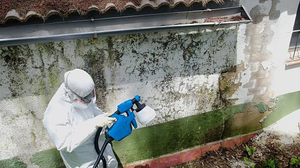 Trusted Mold Testing service in Greenville, NC - Cheap Mold Removal